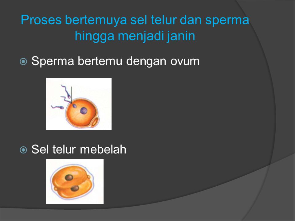 Proses bertemuya sel telur dan sperma hingga menjadi janin