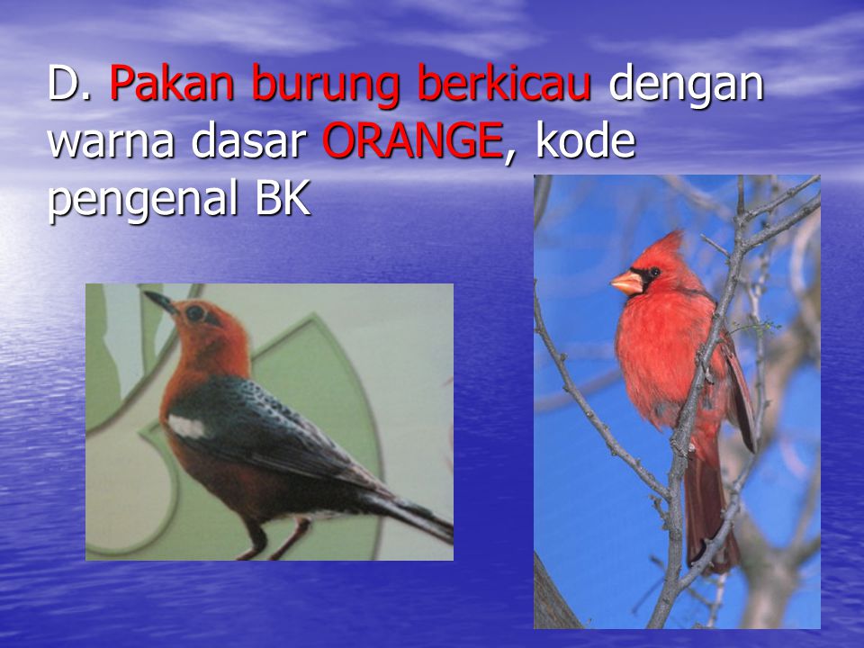 D. Pakan burung berkicau dengan warna dasar ORANGE, kode pengenal BK