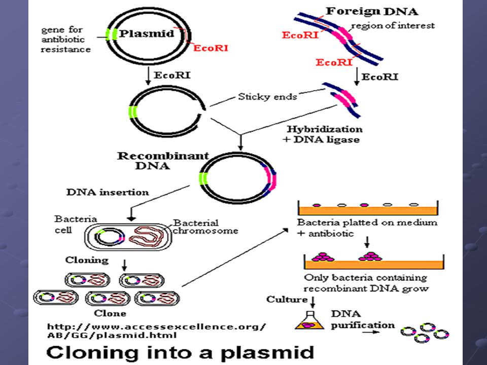 Figure: Cloning a Restriction Fragment into a Plasmid