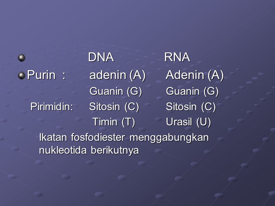 Purin : adenin (A) Adenin (A)