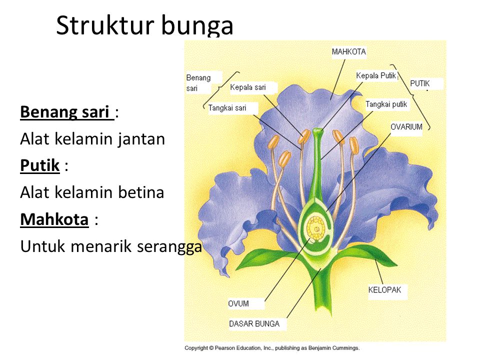 Struktur bunga Benang sari : Alat kelamin jantan Putik : Alat kelamin betina Mahkota : Untuk menarik serangga