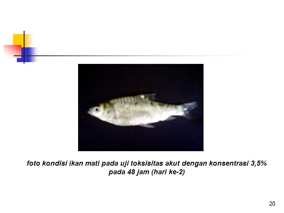 foto kondisi ikan mati pada uji toksisitas akut dengan konsentrasi 3,5% pada 48 jam (hari ke-2)