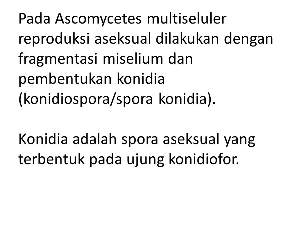 Pada Ascomycetes multiseluler reproduksi aseksual dilakukan dengan fragmentasi miselium dan pembentukan konidia (konidiospora/spora konidia).