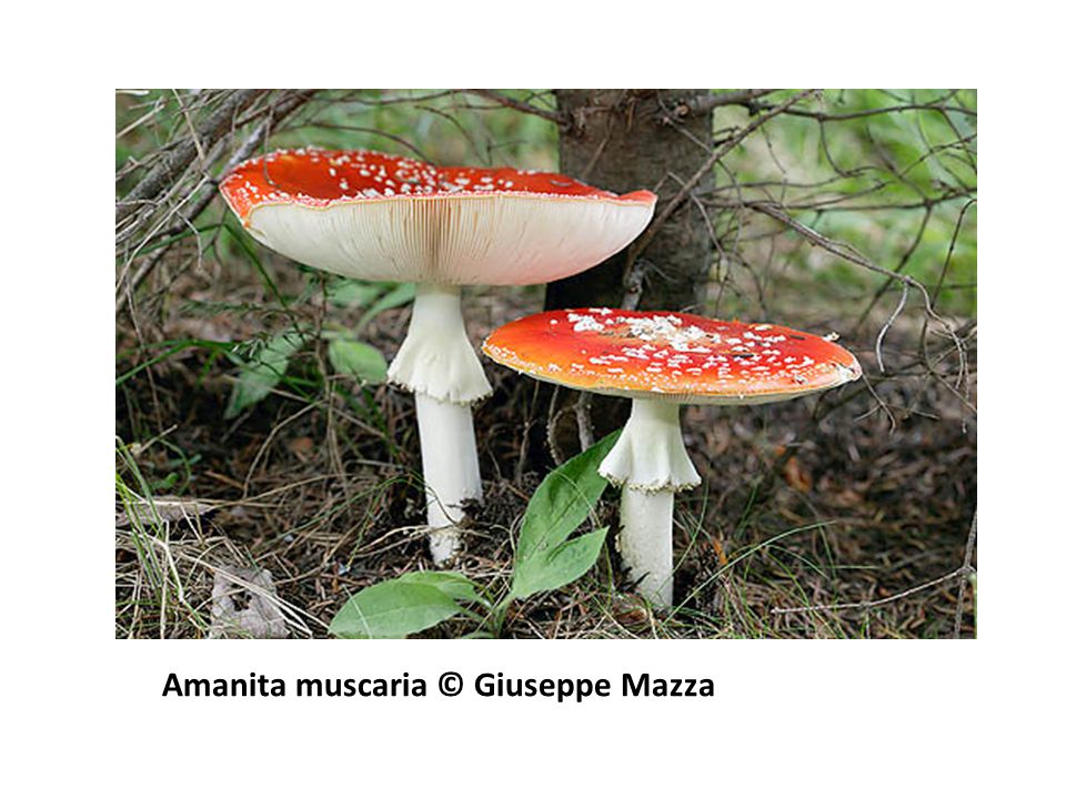 Amanita muscaria © Giuseppe Mazza