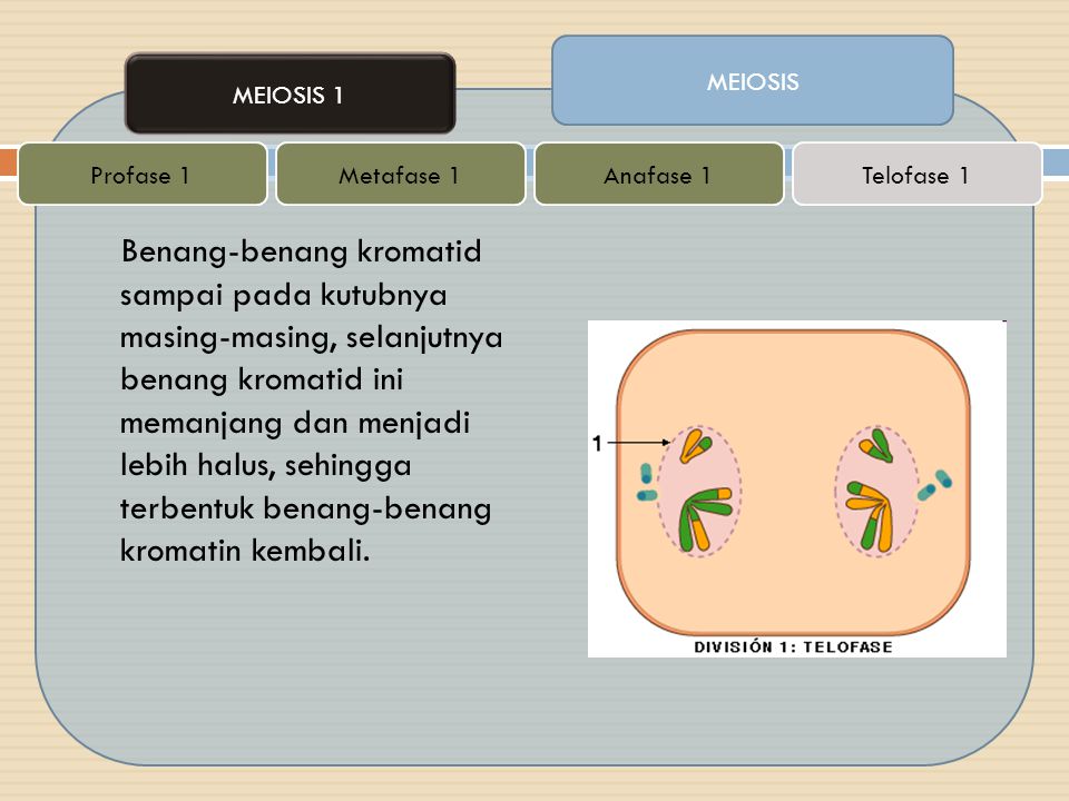 MEIOSIS MEIOSIS 1. Profase 1. Metafase 1. Anafase 1. Telofase 1.