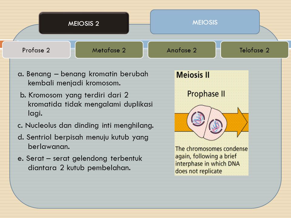 MEIOSIS MEIOSIS 2. Profase 2. Metafase 2. Anafase 2. Telofase 2.