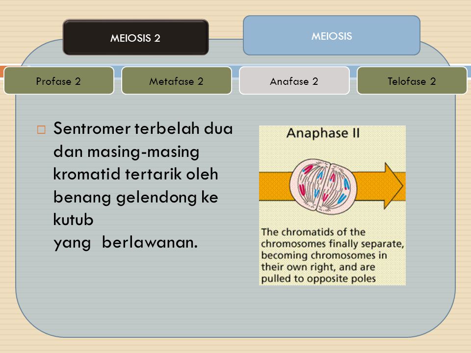 MEIOSIS MEIOSIS 2. Profase 2. Metafase 2. Anafase 2. Telofase 2.