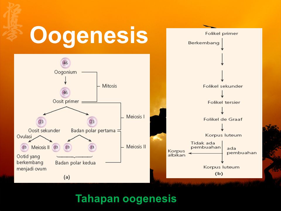 Oogenesis Tahapan oogenesis.