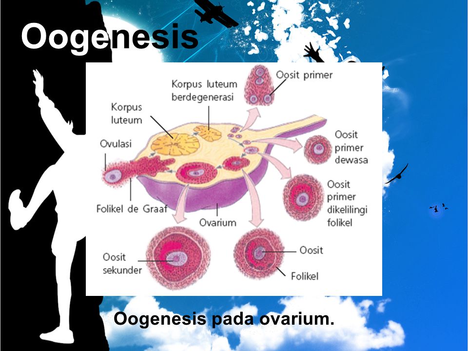 Oogenesis pada ovarium.