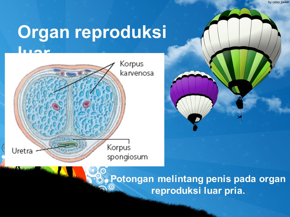 Potongan melintang penis pada organ reproduksi luar pria.