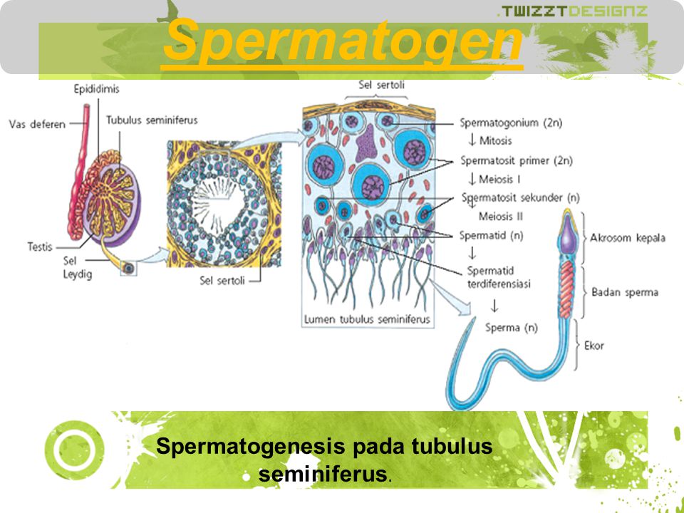 Spermatogenesis pada tubulus seminiferus.