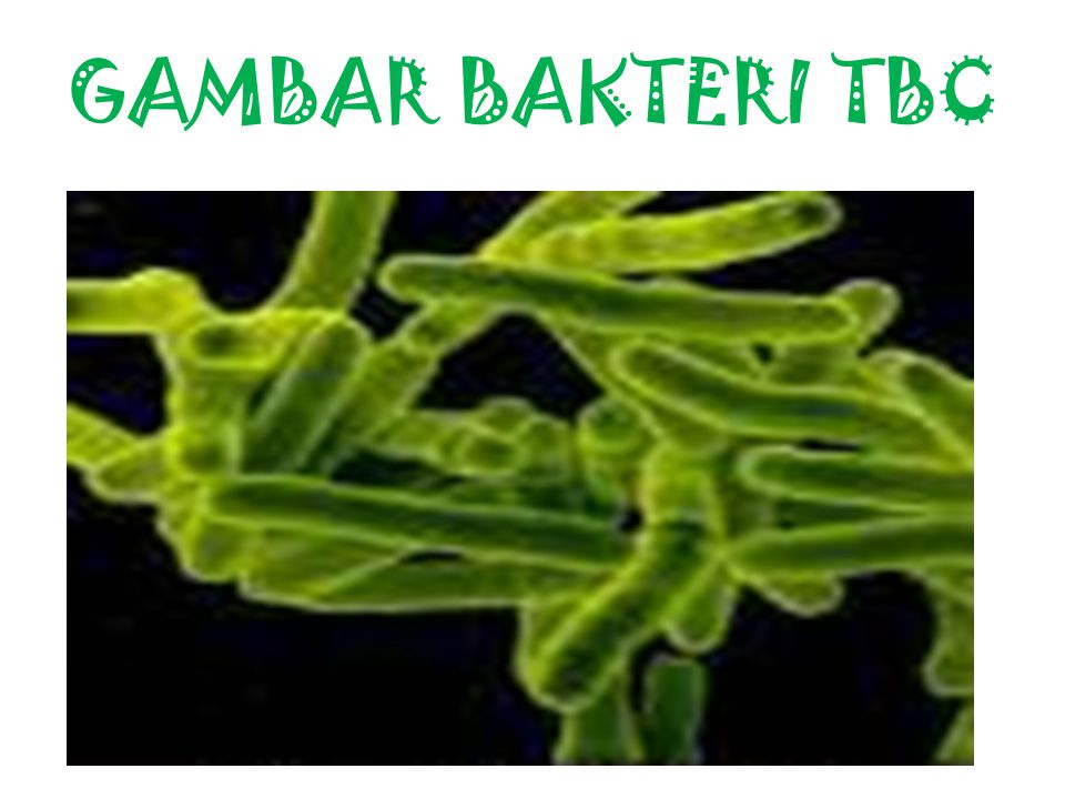 GAMBAR BAKTERI TBC