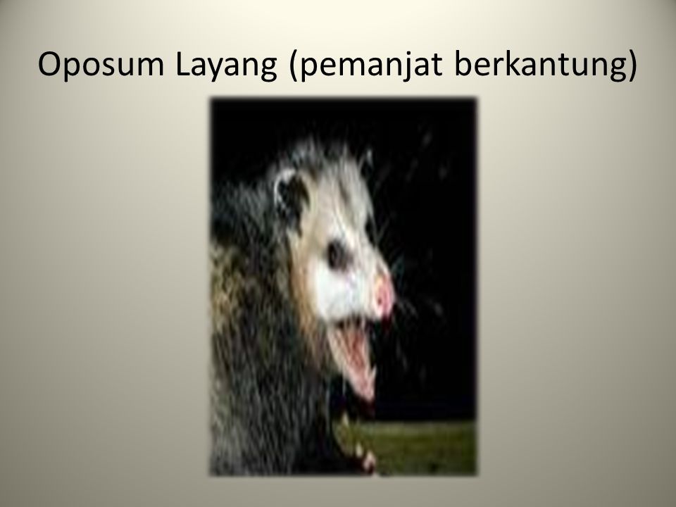 Oposum Layang (pemanjat berkantung)