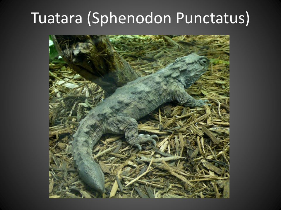 Tuatara (Sphenodon Punctatus)