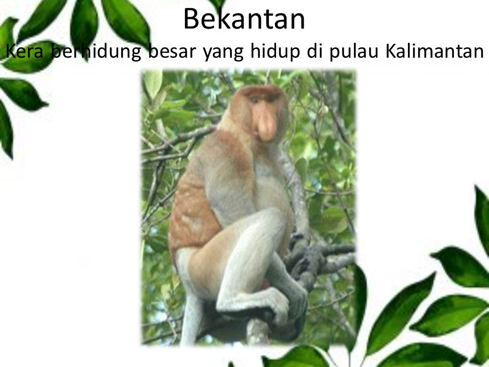 Bekantan Kera berhidung besar yang hidup di pulau Kalimantan