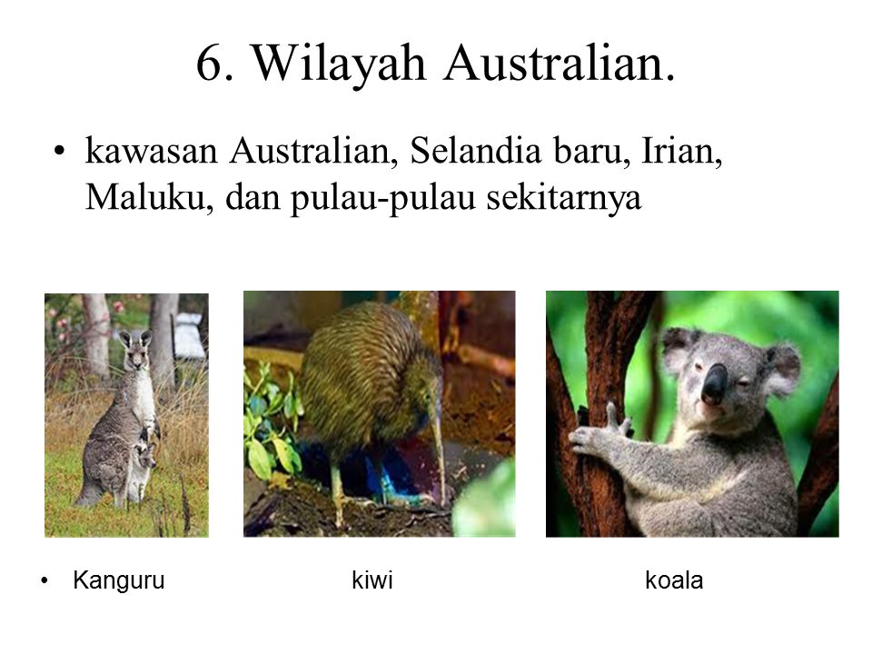 6. Wilayah Australian. kawasan Australian, Selandia baru, Irian, Maluku, dan pulau-pulau sekitarnya.