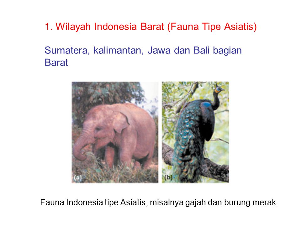 Fauna Indonesia tipe Asiatis, misalnya gajah dan burung merak.
