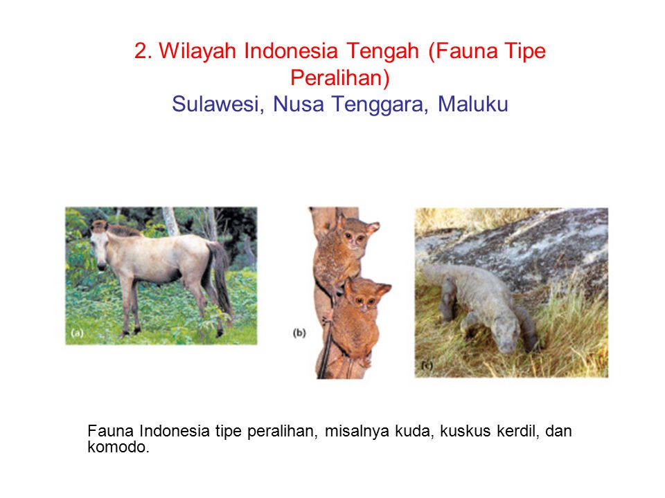 2. Wilayah Indonesia Tengah (Fauna Tipe Peralihan) Sulawesi, Nusa Tenggara, Maluku