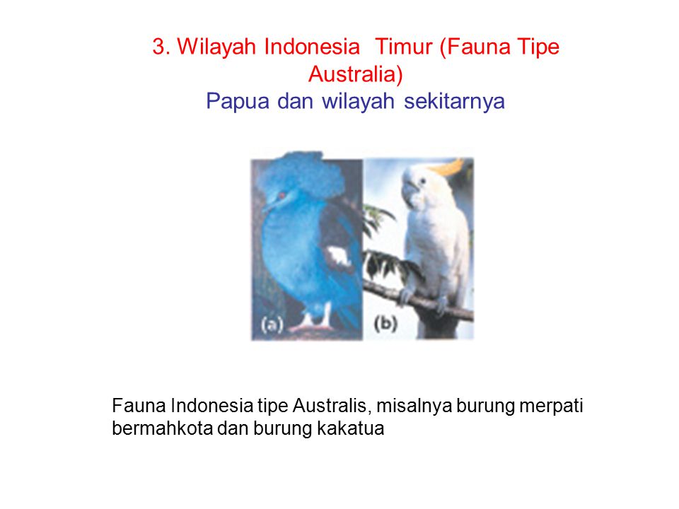 3. Wilayah Indonesia Timur (Fauna Tipe Australia) Papua dan wilayah sekitarnya