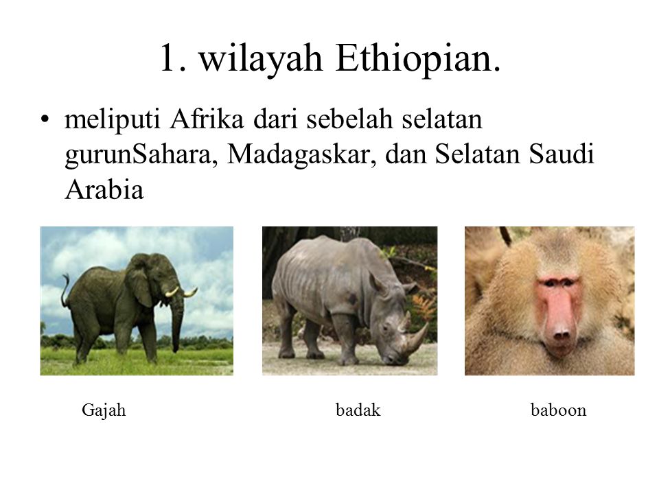 1. wilayah Ethiopian. meliputi Afrika dari sebelah selatan gurunSahara, Madagaskar, dan Selatan Saudi Arabia.