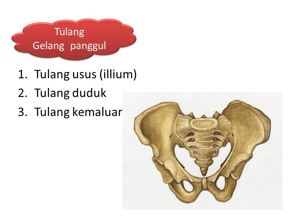 Tulang usus (illium) Tulang duduk Tulang kemaluan Tulang