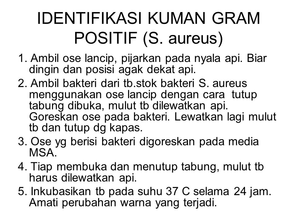 IDENTIFIKASI KUMAN GRAM POSITIF (S. aureus)