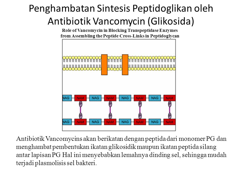 Vancomycin tissue penetration