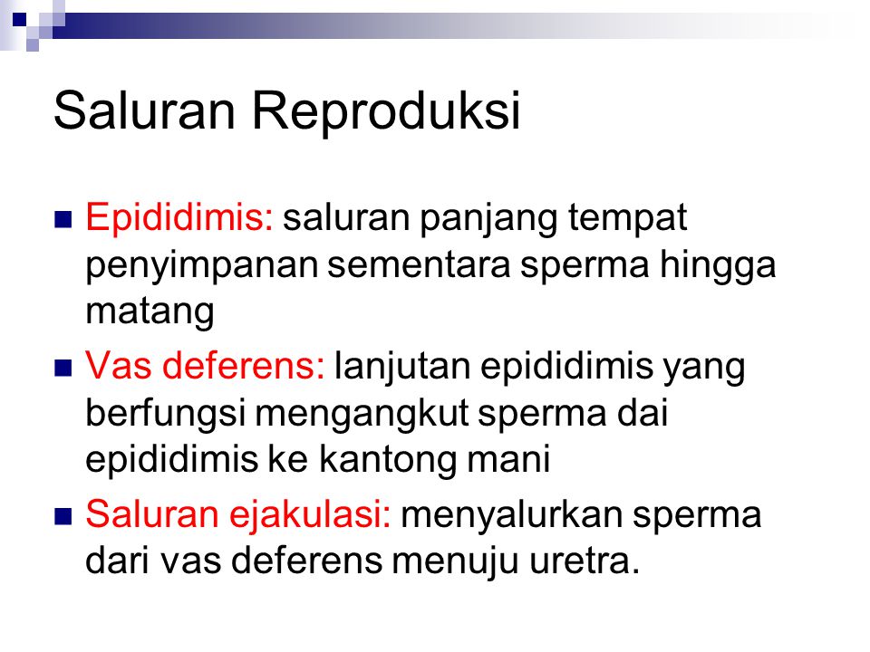 Saluran Reproduksi Epididimis: saluran panjang tempat penyimpanan sementara sperma hingga matang.