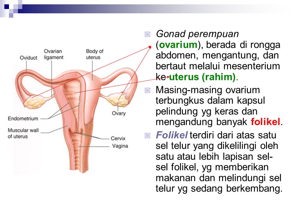 Gonad perempuan (ovarium), berada di rongga abdomen, mengantung, dan bertaut melalui mesenterium ke uterus (rahim).