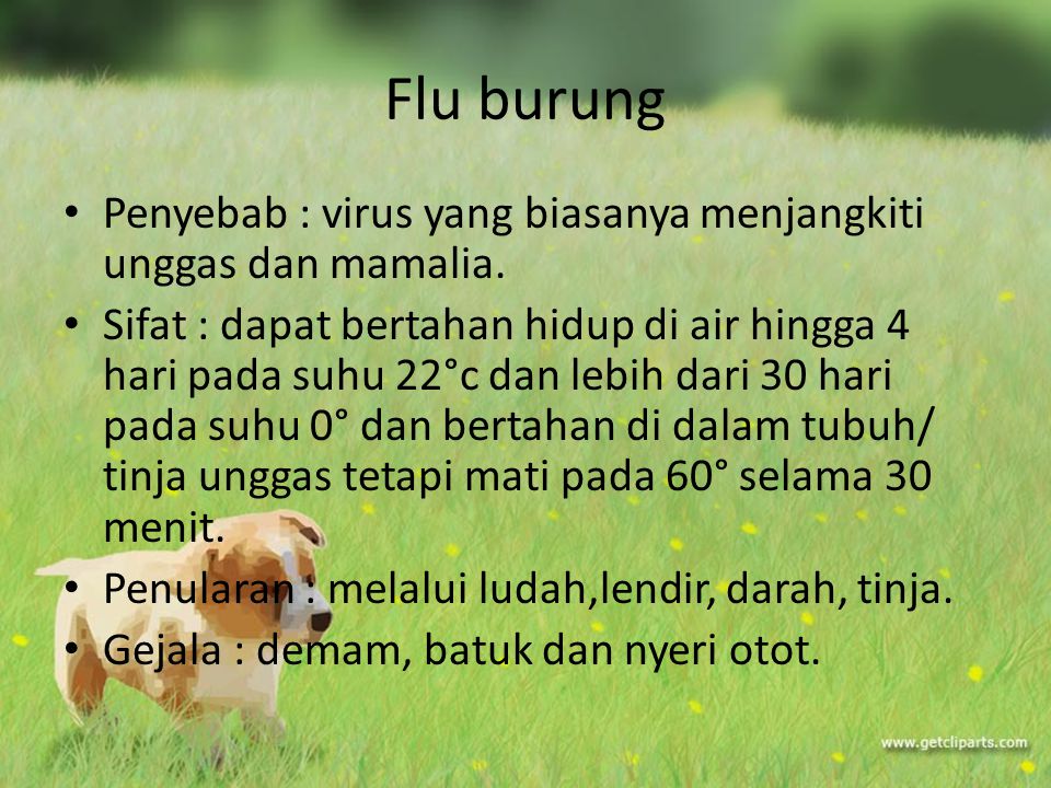 Flu burung Penyebab : virus yang biasanya menjangkiti unggas dan mamalia.
