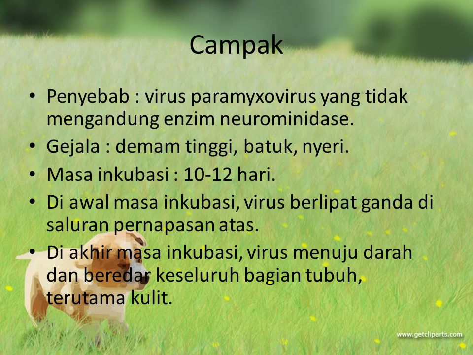 Campak Penyebab : virus paramyxovirus yang tidak mengandung enzim neurominidase. Gejala : demam tinggi, batuk, nyeri.