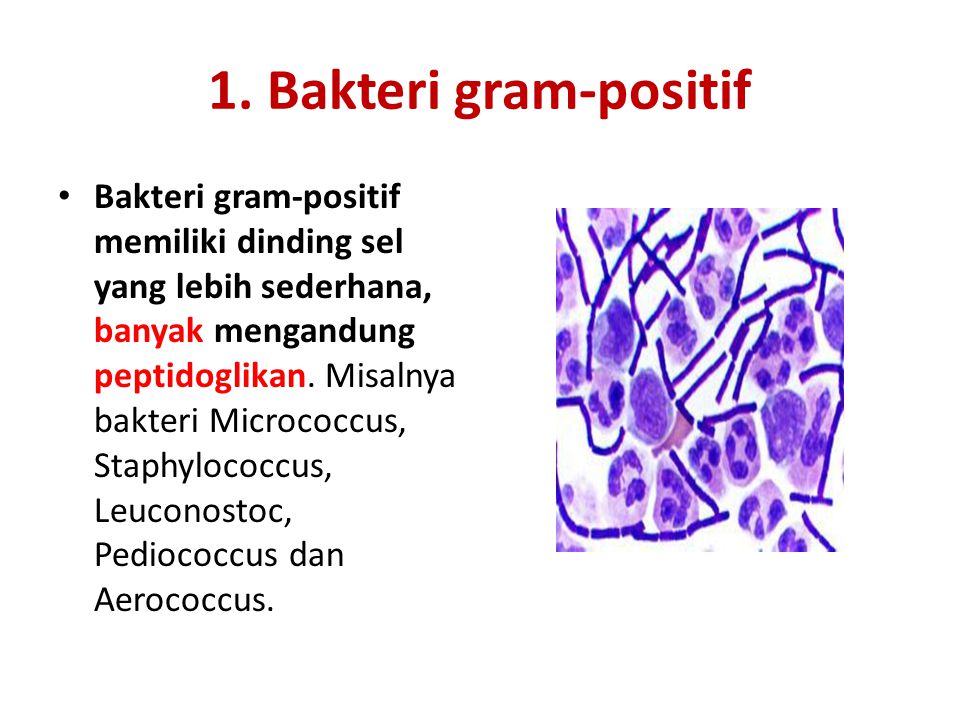 1. Bakteri gram-positif