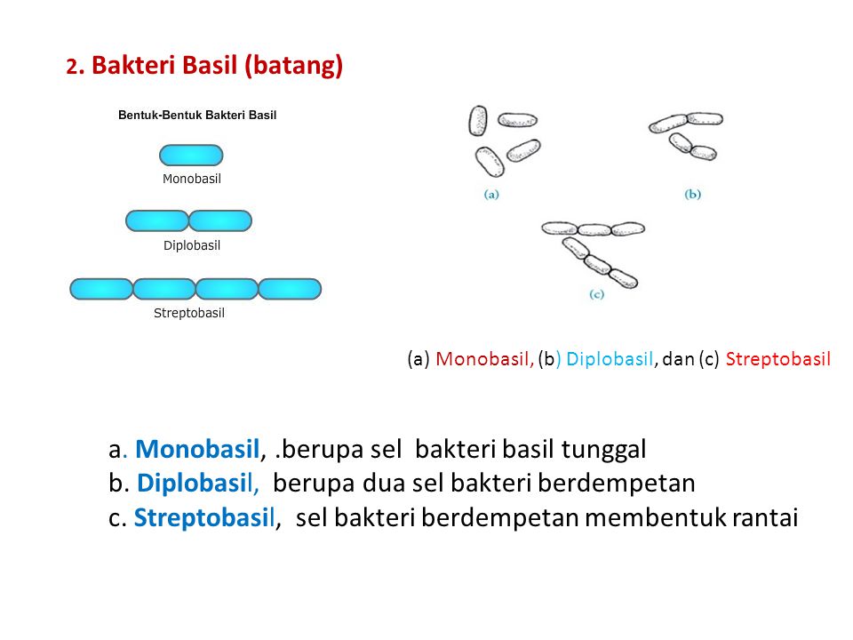 a. Monobasil, .berupa sel bakteri basil tunggal