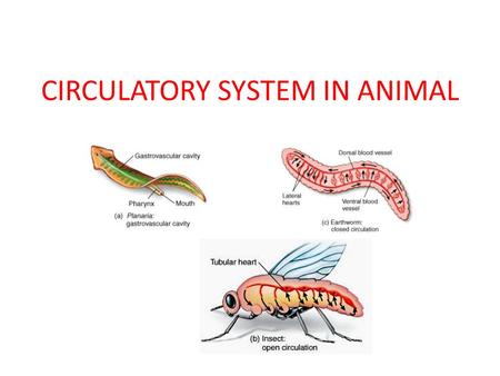 CIRCULATORY SYSTEM IN ANIMAL