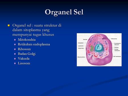 Organel Sel Organel sel : suatu struktur di dalam sitoplasma yang mempunyai tugas khusus Organel sel : suatu struktur di dalam sitoplasma yang mempunyai.
