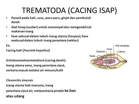 TREMATODA (CACING ISAP)