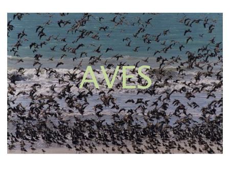 AVES.