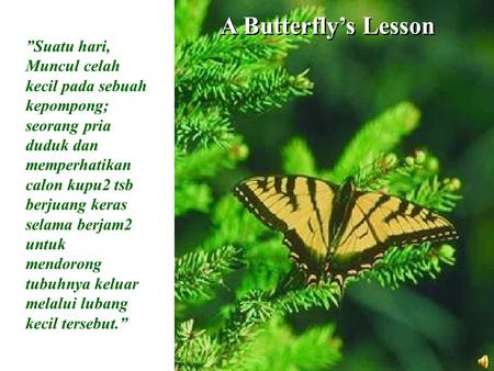 A Butterfly’s Lesson ”Suatu hari, Muncul celah kecil pada sebuah kepompong; seorang pria duduk dan memperhatikan calon kupu2 tsb berjuang keras selama.