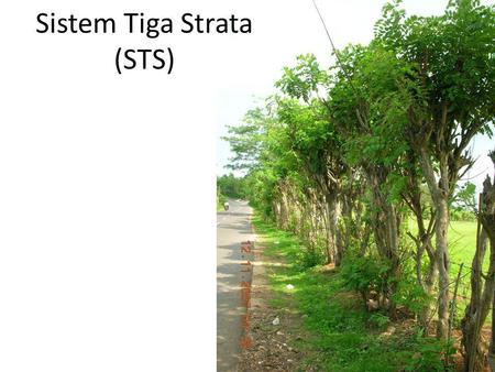 Sistem Tiga Strata (STS)