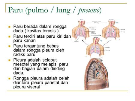 Paru (pulmo / lung / pneumo)