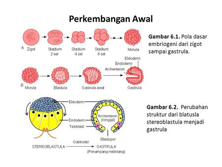 Perkembangan Awal Gambar 6.1. Pola dasar embriogeni dari zigot sampai gastrula. Gambar 6.2. Perubahan struktur dari blatusla stereoblastula menjadi gastrula.
