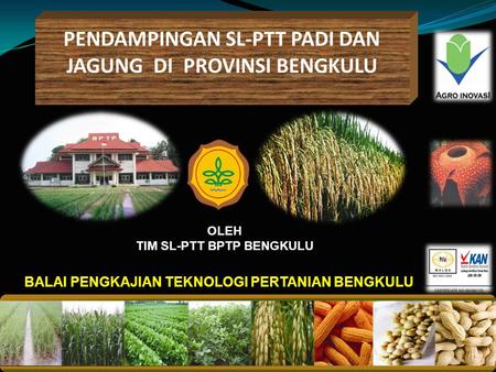 Pendampingan SL-PTT PADI DAN JAGUNG di Provinsi Bengkulu
