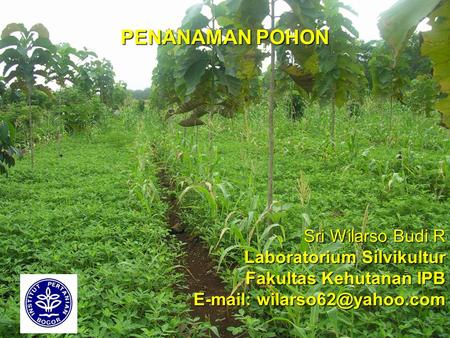 PENANAMAN POHON Sri Wilarso Budi R Laboratorium Silvikultur Fakultas Kehutanan IPB E-mail: wilarso62@yahoo.com.