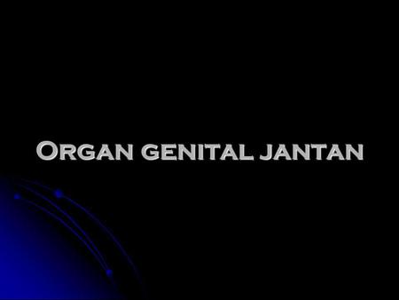 Organ genital jantan.