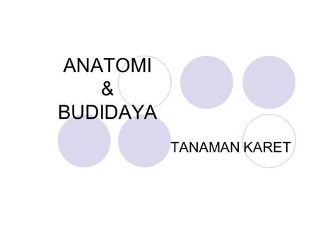 ANATOMI & BUDIDAYA TANAMAN KARET.
