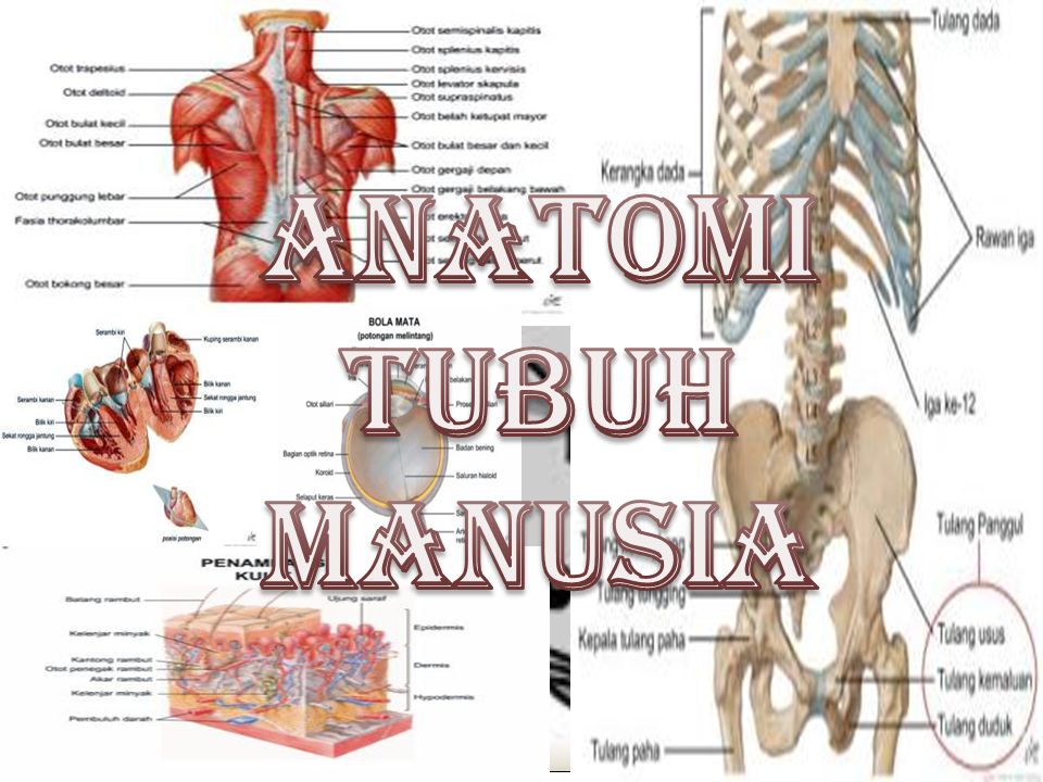 ppt anatomi dan fisiologi manusia