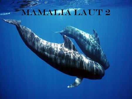 Mamalia laut 2.