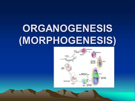ORGANOGENESIS (MORPHOGENESIS)