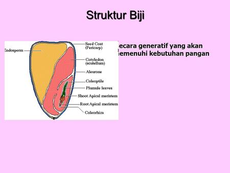 Struktur Biji Embrio Zat Cadangan Makanan Pembungkus / Kulit Biji