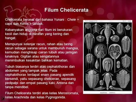 Filum Chelicerata Chelicerata berasal dari bahasa Yunani : Chele = capit dan Keros = tanduk. Kebanyakan anggota dari filum ini berukuran kecil dan hidup.
